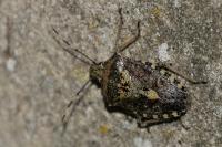 Rhaphigaster nebulosa