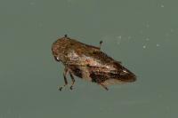 Aphrophora alni