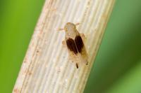 Anakelisia fasciata