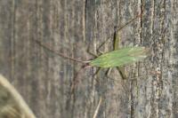 Trigonotylus