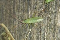 Trigonotylus