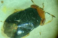 Geocoris erythrocephalus