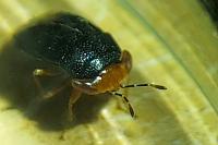 Geocoris erythrocephalus
