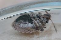 Eysarcoris ventralis