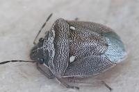 Eysarcoris ventralis