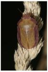 Eurygaster austriaca