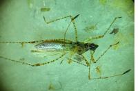 Gampsocoris punctipes