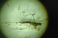 Gampsocoris punctipes