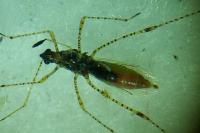 Gampsocoris punctipes