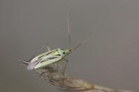 Stenotus binotatus