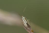 Stenotus binotatus