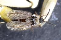 Kalama tricornis