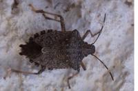 Halyomorpha halys