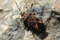 Arocatus roeselii