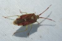 Pantilius tunicatus