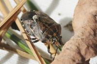 Holcogaster fibulata