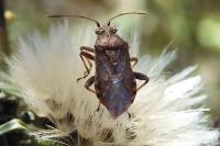 Stictopleurus