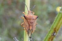 Carpocoris mediterraneus