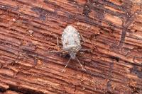 Rhaphigaster nebulosa