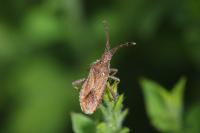 Coriomeris denticulatus