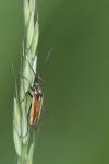 Leptopterna dolabrata