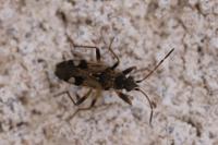 Beosus maritimus