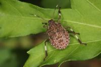 Halyomorpha halys