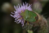 Palomena prasina