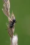 Raglius confusus