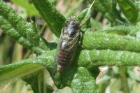 Tettigettalna argentata