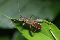 Camptopus lateralis