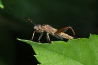 Camptopus lateralis