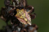 Carpocoris mediterraneus