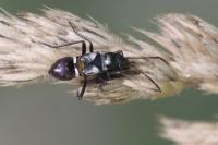 Raglius confusus