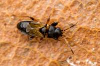 Ischnocoris angustulus