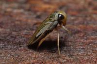 Sigara lateralis