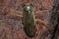 Sigara lateralis