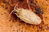 Tingis auriculata