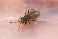 Peritrechus gracilicornis