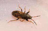 Megalonotus sabulicola
