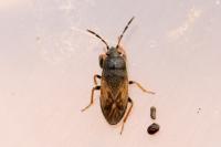 Megalonotus sabulicola