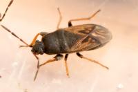 Megalonotus sabulicola