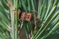 Leptoglossus occidentalis