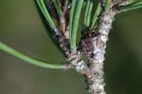 Holcogaster fibulata