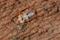 Corythucha ciliata