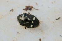 Eurydema oleracea