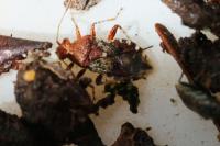 Rhopalus subrufus