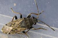 Peritrechus gracilicornis