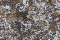 Metopoplax ditomoides