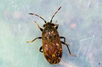 Stygnocoris fuligineus